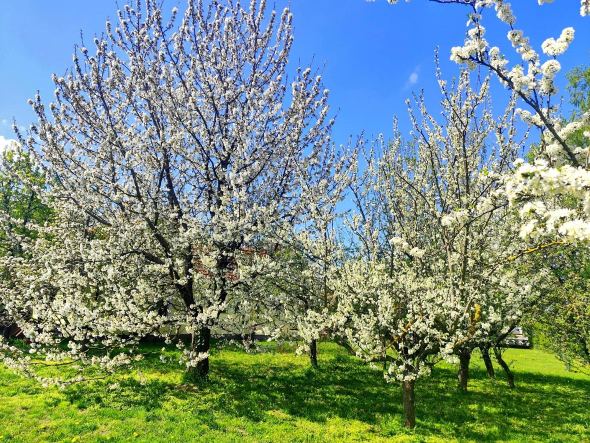 Idylicky Rodinny Penzion Arkadia Pri Dunajskej Cyklotrase Kyselica Dış mekan fotoğraf